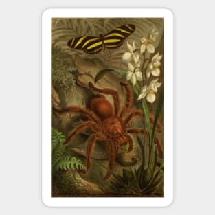 Vintage Tarantula Sticker